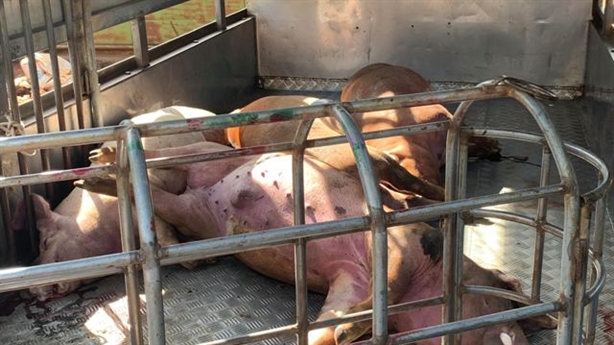 Xin 8 con lợn chết tím tái về xẻ thịt bán